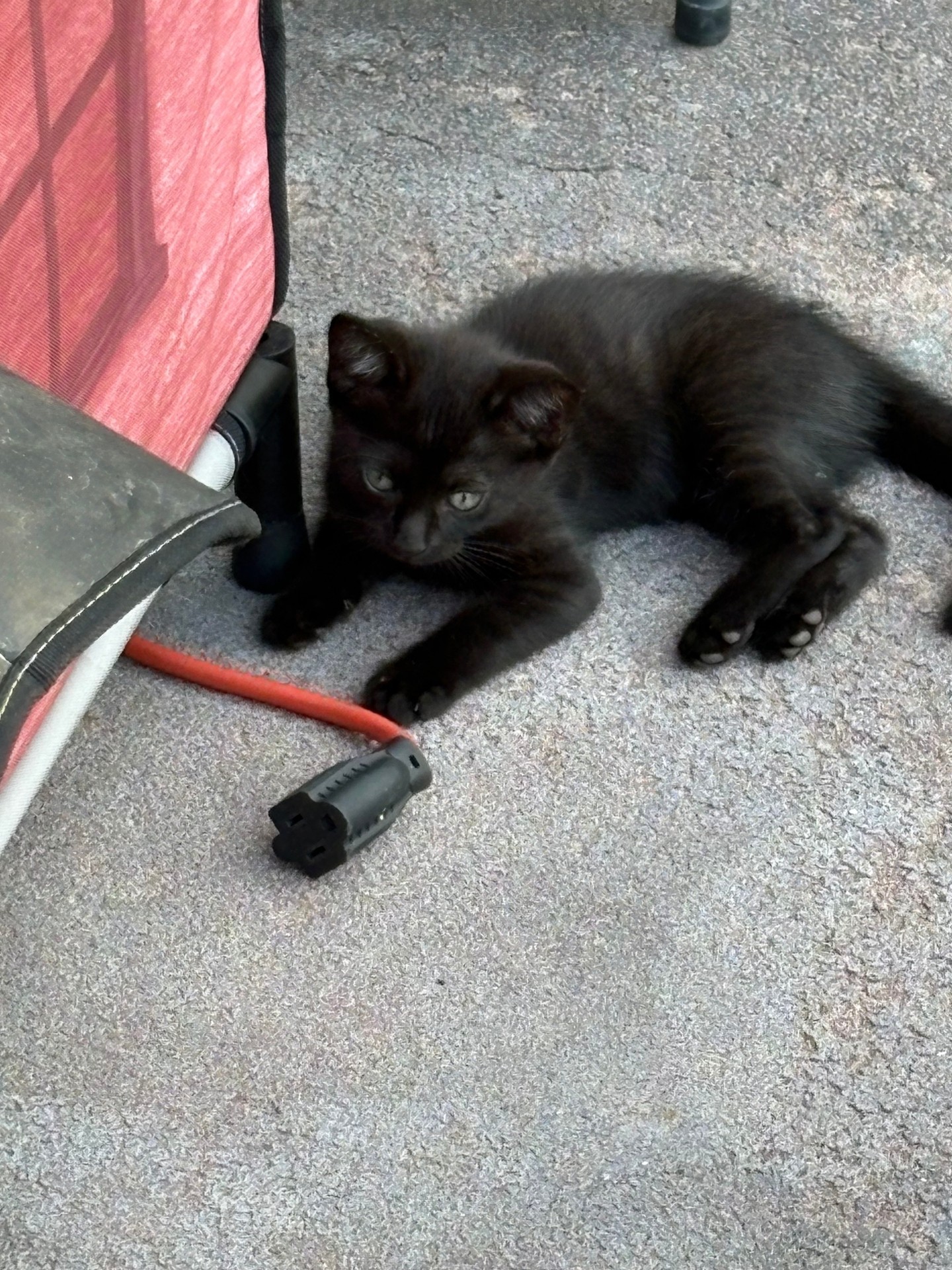 Happy Caturday from Cardinal Creek! 🐾

Meet Joy and Anger, two sweet cats who have made their home on our patio. Around here, even the cats know all the town’s secrets—they’re just much better at keeping them than the neighbors.

Are you spending your Saturday curled up with a good book and a furry friend? Share a picture of your favorite feline in the comments!

#Caturday #CardinalCreek #CatsAndBooks #CozyReading #AuthorLife#cutecats